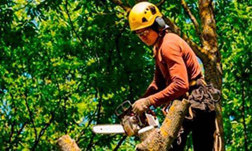 Laudo Técnico No Parque São Lucas