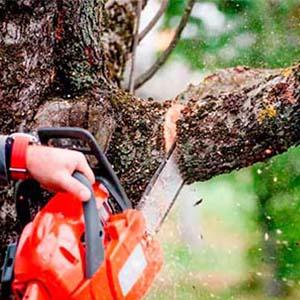 Corte e Remoção de Árvore Na Casa Verde